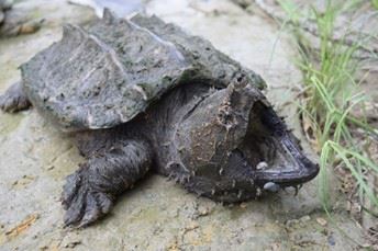 Alligator Snapping Turtle 2