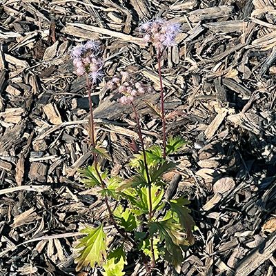 A small flower with purple blooms